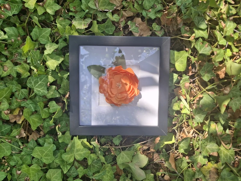 Cadre noir camélia orange